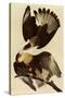 Caracaras-John James Audubon-Stretched Canvas