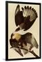 Caracaras-John James Audubon-Framed Premium Giclee Print