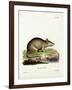 Caraco-null-Framed Giclee Print