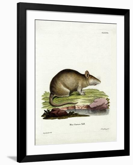 Caraco-null-Framed Giclee Print