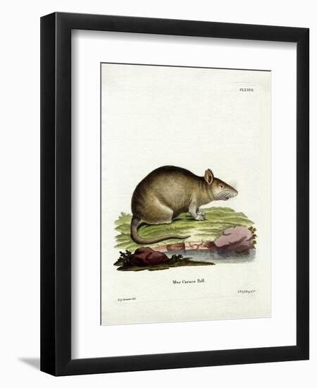 Caraco-null-Framed Premium Giclee Print