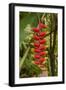 Carambola Botanical Gardens, Heliconia Flower, Roatan, Honduras-Jim Engelbrecht-Framed Photographic Print