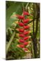 Carambola Botanical Gardens, Heliconia Flower, Roatan, Honduras-Jim Engelbrecht-Mounted Photographic Print