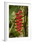 Carambola Botanical Gardens, Heliconia Flower, Roatan, Honduras-Jim Engelbrecht-Framed Photographic Print