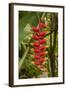 Carambola Botanical Gardens, Heliconia Flower, Roatan, Honduras-Jim Engelbrecht-Framed Photographic Print