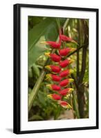 Carambola Botanical Gardens, Heliconia Flower, Roatan, Honduras-Jim Engelbrecht-Framed Photographic Print