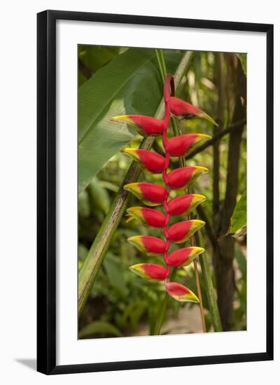 Carambola Botanical Gardens, Heliconia Flower, Roatan, Honduras-Jim Engelbrecht-Framed Photographic Print