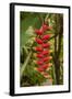 Carambola Botanical Gardens, Heliconia Flower, Roatan, Honduras-Jim Engelbrecht-Framed Photographic Print