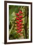 Carambola Botanical Gardens, Heliconia Flower, Roatan, Honduras-Jim Engelbrecht-Framed Photographic Print