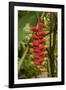 Carambola Botanical Gardens, Heliconia Flower, Roatan, Honduras-Jim Engelbrecht-Framed Photographic Print