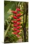 Carambola Botanical Gardens, Heliconia Flower, Roatan, Honduras-Jim Engelbrecht-Mounted Photographic Print