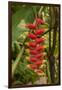 Carambola Botanical Gardens, Heliconia Flower, Roatan, Honduras-Jim Engelbrecht-Framed Photographic Print