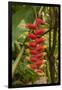 Carambola Botanical Gardens, Heliconia Flower, Roatan, Honduras-Jim Engelbrecht-Framed Photographic Print