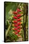 Carambola Botanical Gardens, Heliconia Flower, Roatan, Honduras-Jim Engelbrecht-Framed Stretched Canvas