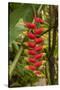 Carambola Botanical Gardens, Heliconia Flower, Roatan, Honduras-Jim Engelbrecht-Stretched Canvas