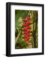 Carambola Botanical Gardens, Heliconia Flower, Roatan, Honduras-Jim Engelbrecht-Framed Photographic Print