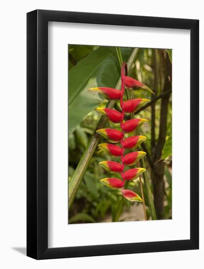 Carambola Botanical Gardens, Heliconia Flower, Roatan, Honduras-Jim Engelbrecht-Framed Photographic Print