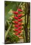 Carambola Botanical Gardens, Heliconia Flower, Roatan, Honduras-Jim Engelbrecht-Mounted Photographic Print