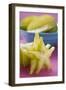 Carambolas, Whole and Sliced-Foodcollection-Framed Photographic Print