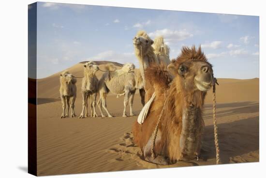 Caravan camels in the Badain Jaran Desert, Inner Mongolia, China-Ellen Anon-Stretched Canvas
