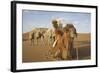 Caravan camels in the Badain Jaran Desert, Inner Mongolia, China-Ellen Anon-Framed Photographic Print