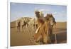 Caravan camels in the Badain Jaran Desert, Inner Mongolia, China-Ellen Anon-Framed Photographic Print