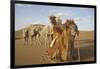 Caravan camels in the Badain Jaran Desert, Inner Mongolia, China-Ellen Anon-Framed Photographic Print