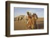 Caravan camels in the Badain Jaran Desert, Inner Mongolia, China-Ellen Anon-Framed Photographic Print