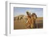 Caravan camels in the Badain Jaran Desert, Inner Mongolia, China-Ellen Anon-Framed Photographic Print