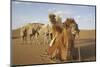 Caravan camels in the Badain Jaran Desert, Inner Mongolia, China-Ellen Anon-Mounted Photographic Print