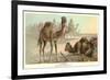 Caravan of Camels-null-Framed Art Print