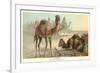 Caravan of Camels-null-Framed Premium Giclee Print