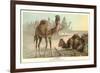 Caravan of Camels-null-Framed Premium Giclee Print