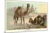 Caravan of Camels-null-Mounted Premium Giclee Print