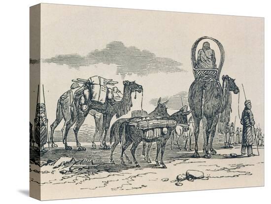 Stretched Canvas Print, , large