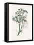 Caraway (Carum Carui) Medical Botany-John Stephenson and James Morss Churchill-Framed Stretched Canvas