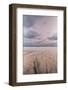 Carbis Bay Beach at Dawn, St. Ives, Cornwall, England, United Kingdom, Europe-Mark Doherty-Framed Photographic Print