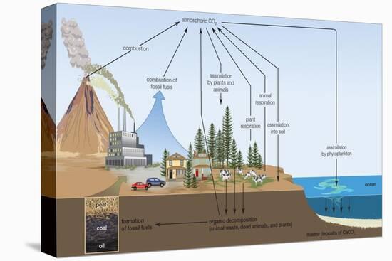 Carbon Cycle, Atmosphere, Biosphere, Earth Sciences-Encyclopaedia Britannica-Stretched Canvas