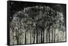 Carbon Forest-Jodi Maas-Framed Stretched Canvas