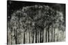 Carbon Forest-Jodi Maas-Stretched Canvas