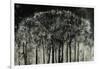 Carbon Forest-Jodi Maas-Framed Giclee Print