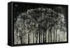 Carbon Forest-Jodi Maas-Framed Stretched Canvas