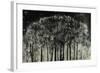 Carbon Forest-Jodi Maas-Framed Giclee Print