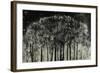 Carbon Forest-Jodi Maas-Framed Giclee Print