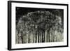 Carbon Forest-Jodi Maas-Framed Giclee Print