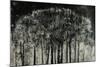 Carbon Forest-Jodi Maas-Mounted Giclee Print