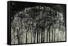 Carbon Forest-Jodi Maas-Framed Stretched Canvas