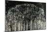 Carbon Forest-Jodi Maas-Mounted Premium Giclee Print