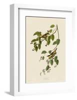 Carbonated Warbler-John James Audubon-Framed Art Print