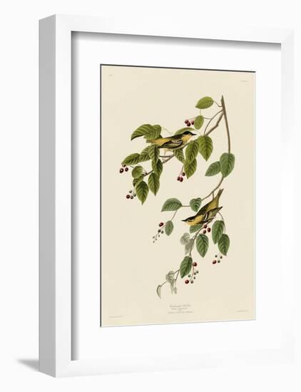 Carbonated Warbler-John James Audubon-Framed Art Print